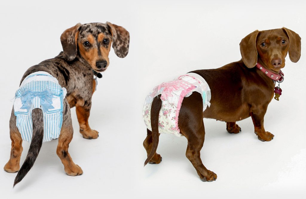 Disposable_Dog_Diapers_S_dogs